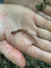 Eurycea multiplicata