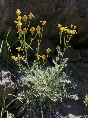 Packera eurycephala var. lewisrosei