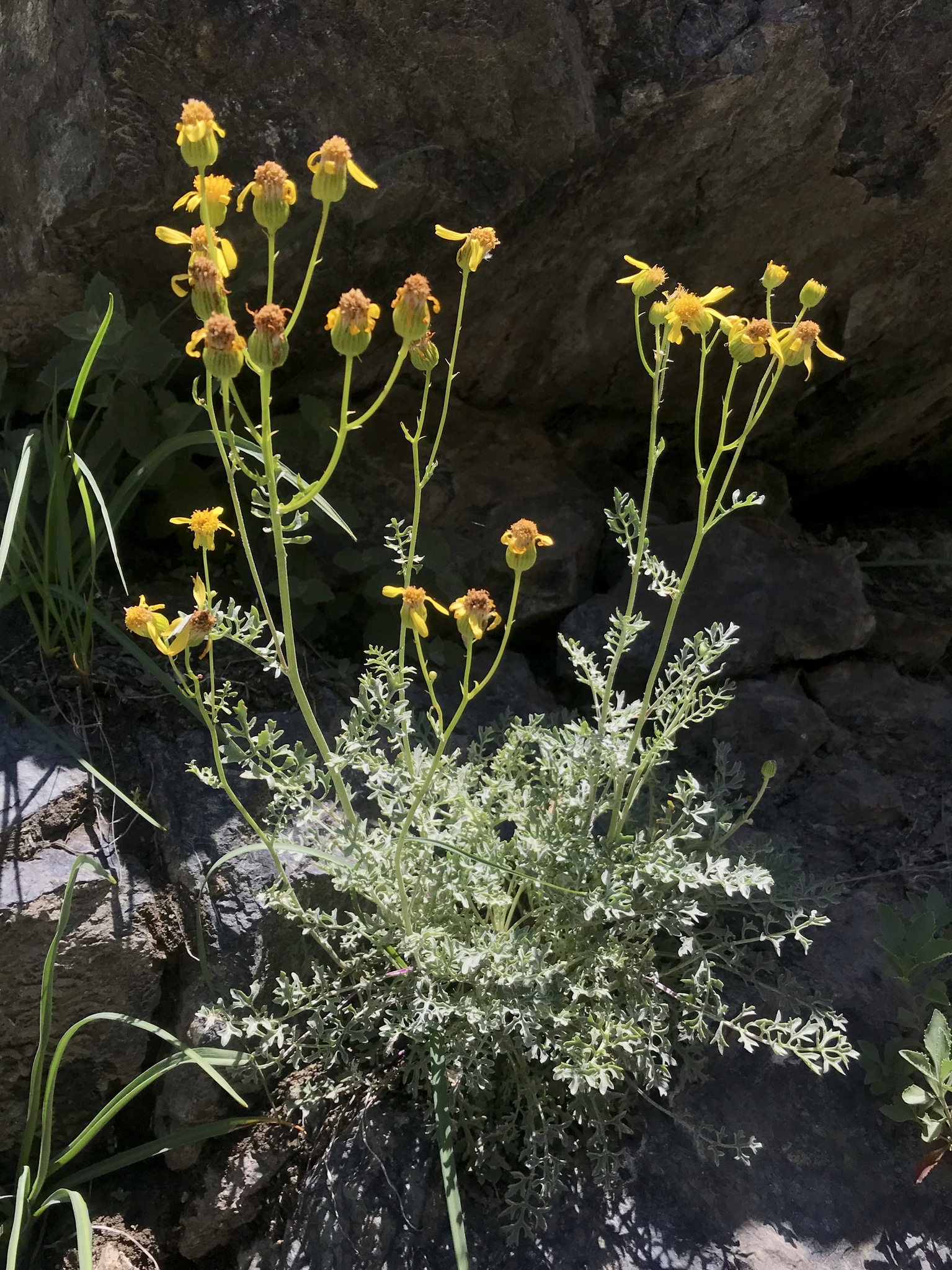 Packera eurycephala var. lewisrosei