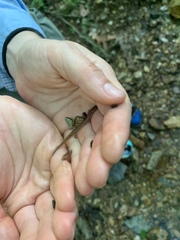 Eurycea multiplicata