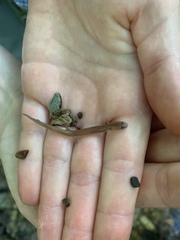 Eurycea multiplicata