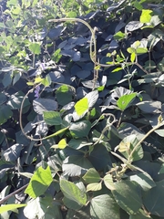 Neustanthus phaseoloides