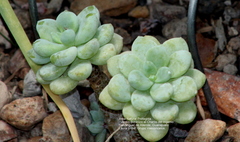 Sedum clavatum