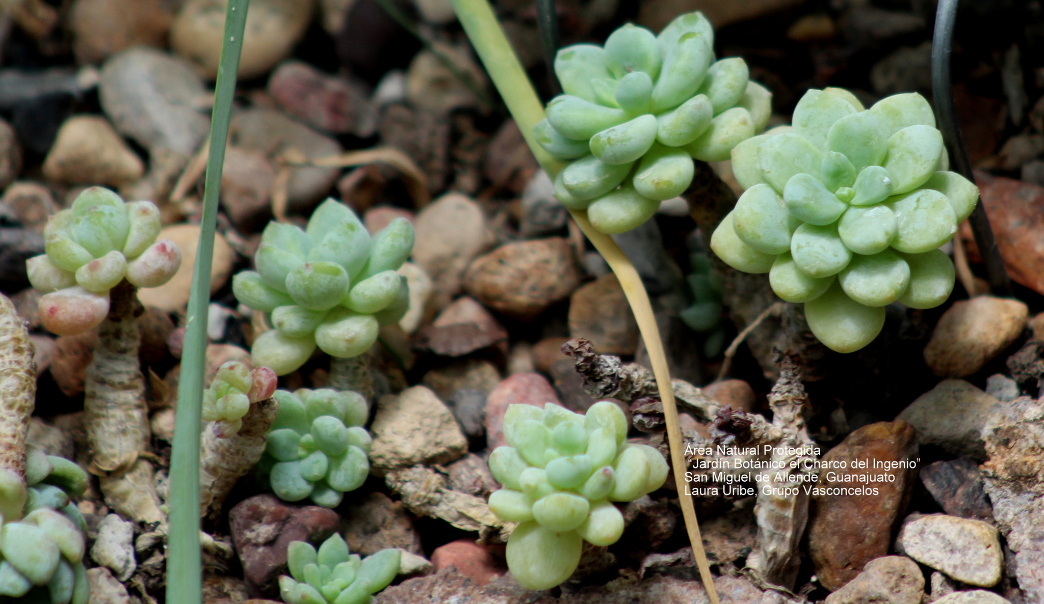 Siempreviva de la Quebrada del Río Tiscalatengo (Sedum clavatum) ·  NaturaLista Mexico