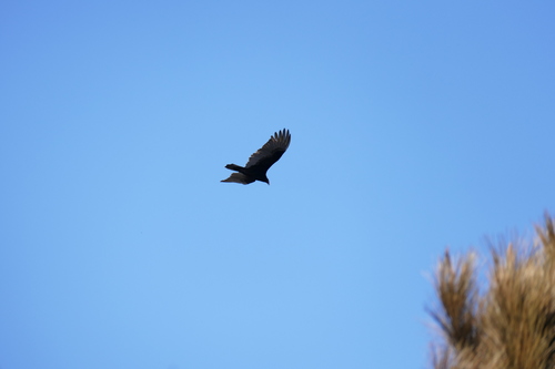 Cathartes aura image