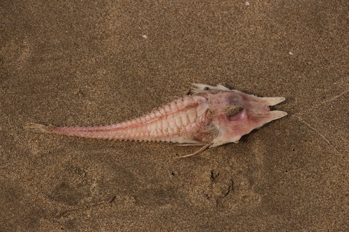 Barbed armoured gurnard (Peristedion barbiger) — Peristediidae — 4