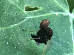 Chrysopilus basilaris