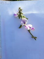 Neustanthus phaseoloides