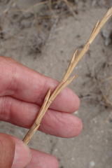 Robert H. Wardell, CC0, iNaturalist via GBIF Thinopyrum junceum, photograph Robert H. Wardell, CC0, iNaturalist via GBIF