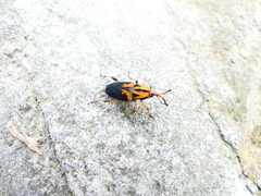 Metamasius sericeus