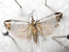 Orocrambus flexuosellus