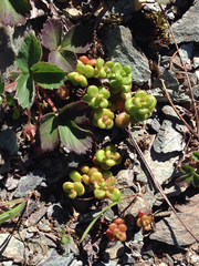 Sedum divergens
