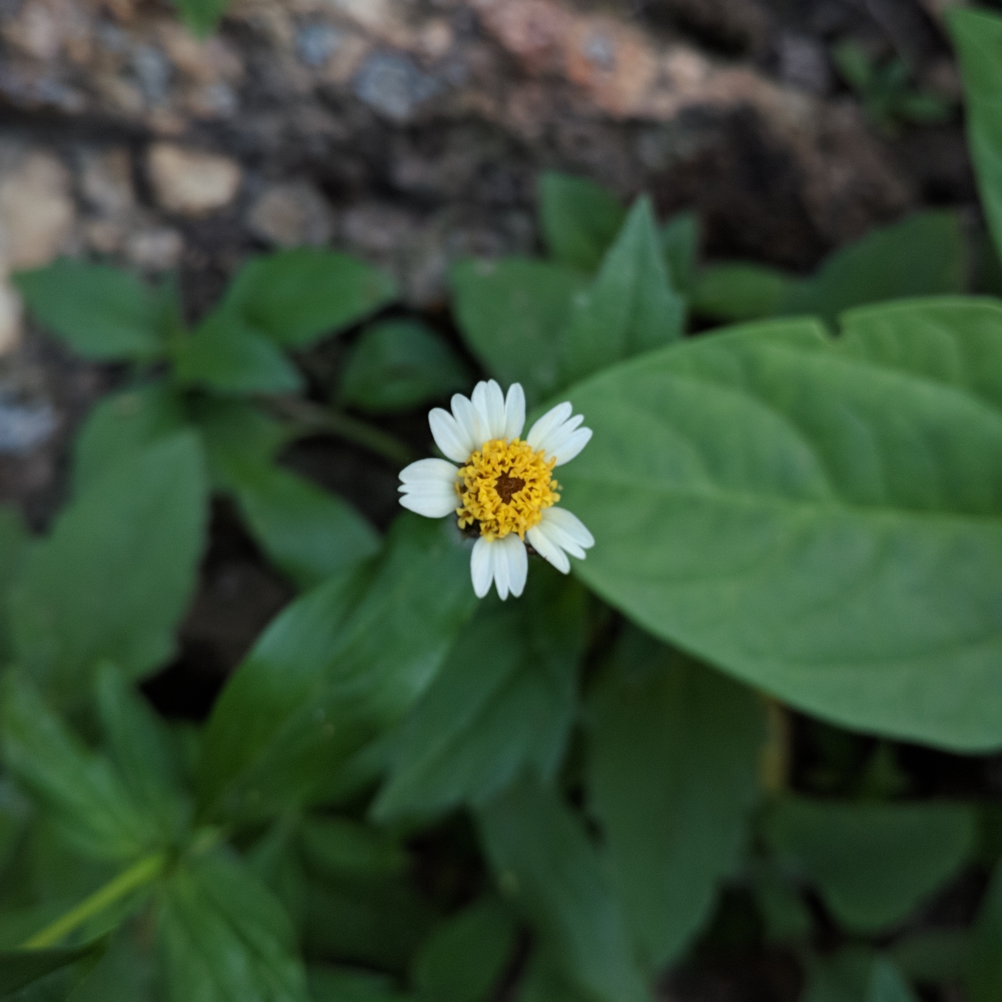 Tridax procumbens