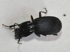 Pterostichus crenicollis