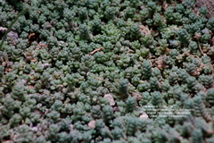 Sedum batallae