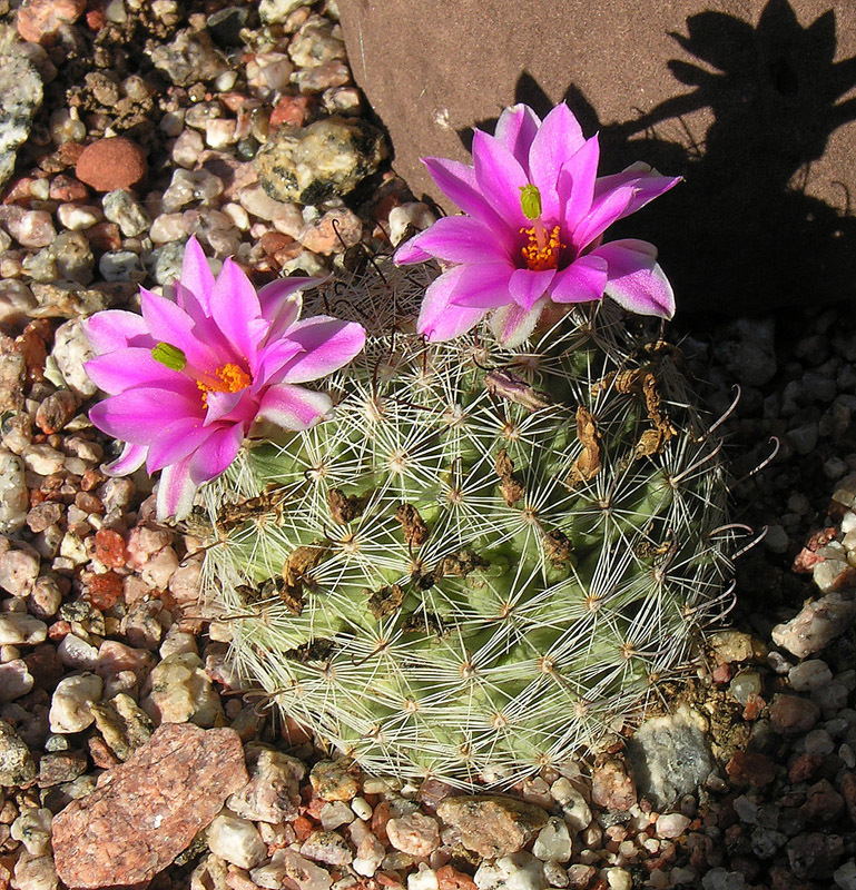 Mammillaria boolii