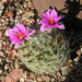 Mammillaria boolii - Photo (c) Dick Culbert, some rights reserved (CC BY)