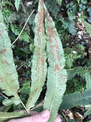 author not stated, no rights reserved Dryopteris sieboldii, photograph author not stated, no rights reserved