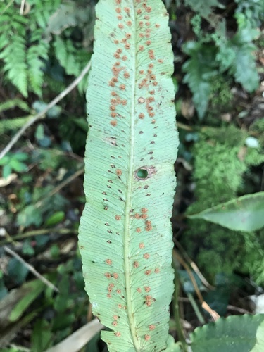 Dryopteris sieboldii, photograph 2