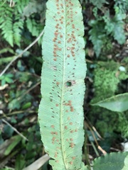 author not stated, no rights reserved Dryopteris sieboldii, photograph author not stated, no rights reserved