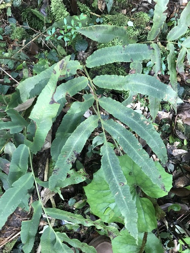 Dryopteris sieboldii iNat (2)