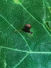 Chrysopilus basilaris