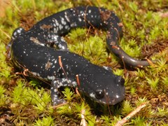 Plethodon kiamichi
