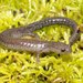 Northern Ravine Salamander - Photo (c) Kevin Hutcheson, some rights reserved (CC BY-NC), uploaded by Kevin Hutcheson