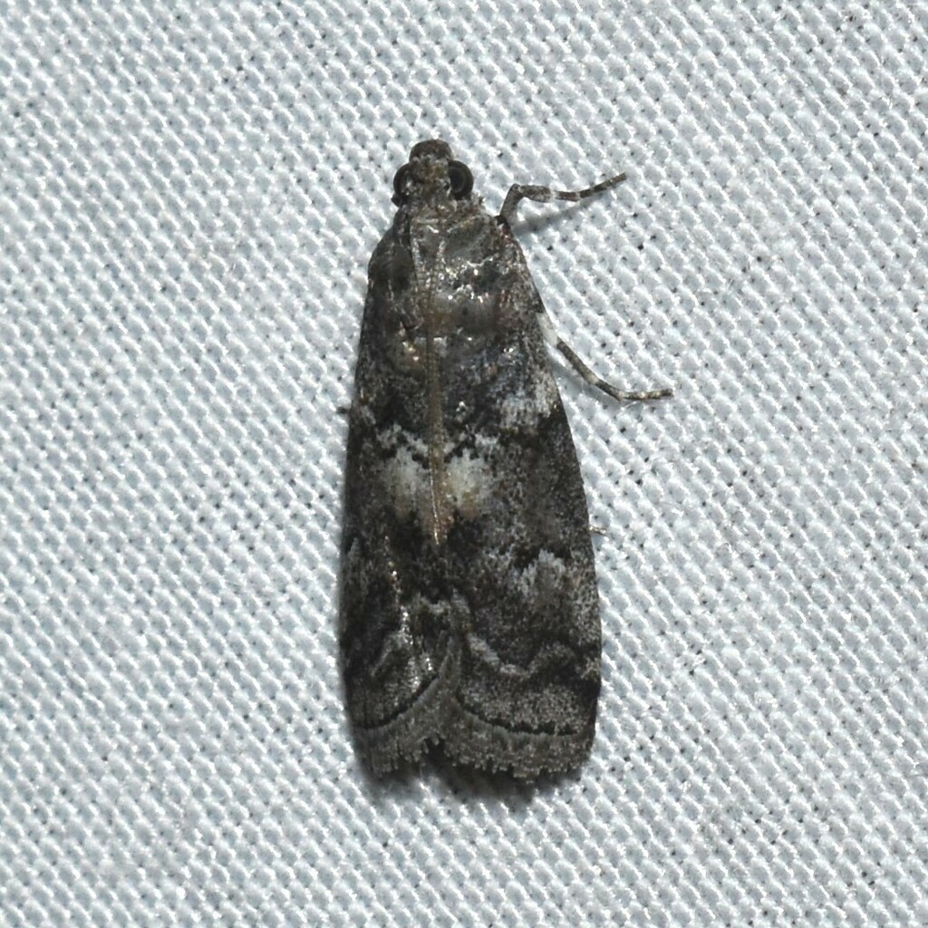 Salebriaria turpidella