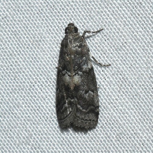 Salebriaria turpidella