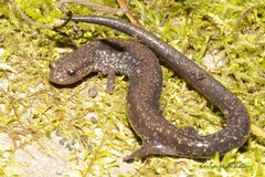 Plethodon richmondi