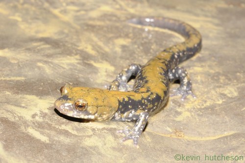 Pigeon Mountain Salamander