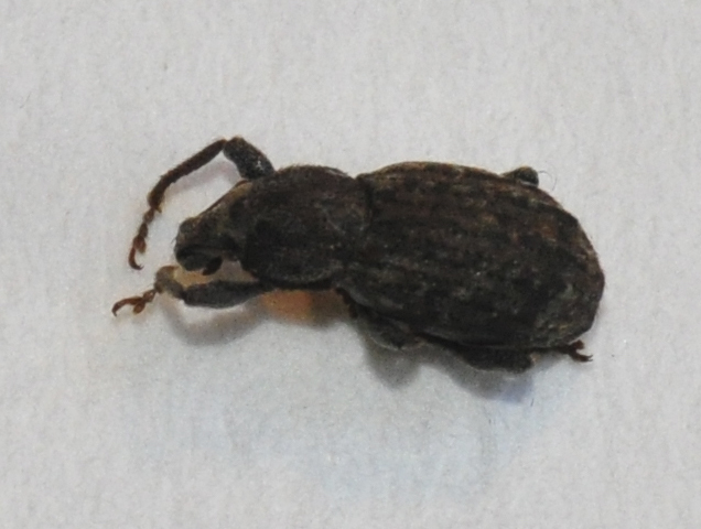 Panscopus