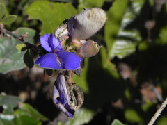 Periandra mediterranea