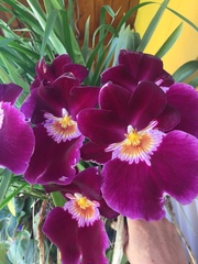 Miltoniopsis