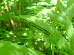 Thrinax dubitata