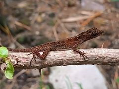 Tropical Anole photo 4