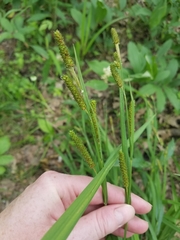 Carex shortiana