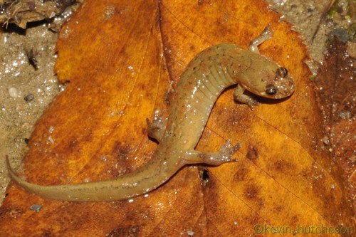 Santeetlah Dusky Salamander