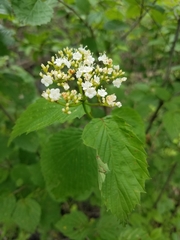 Viburnum recognitum