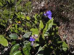 Periandra mediterranea