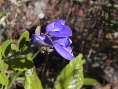 Periandra mediterranea