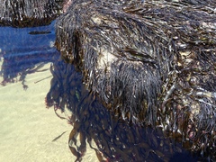 Laminaria sinclairii