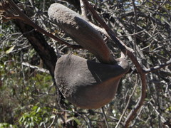Aspidosperma macrocarpon