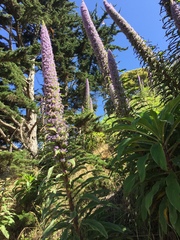 Echium pininana