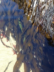 Laminaria sinclairii