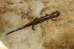 Big Levels Salamander photo 3