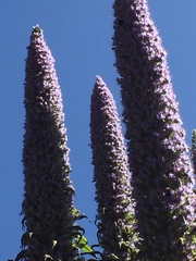 Echium pininana