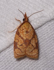 Cenopis reticulatana