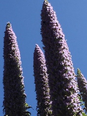 Echium pininana